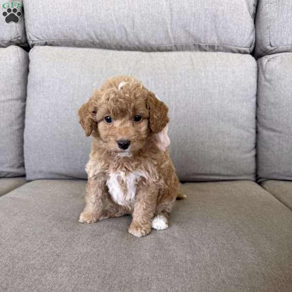 Laya, Mini Goldendoodle Puppy